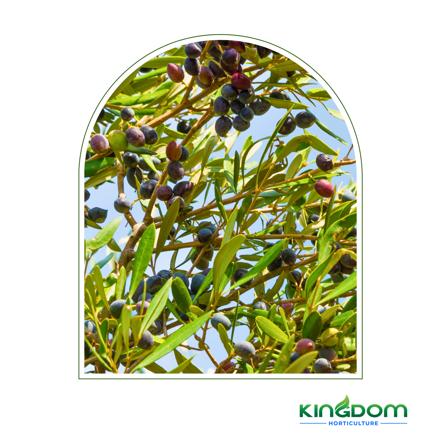 Olea europaea 'Kalamata Olives' | 45L Kingdom Horticulture