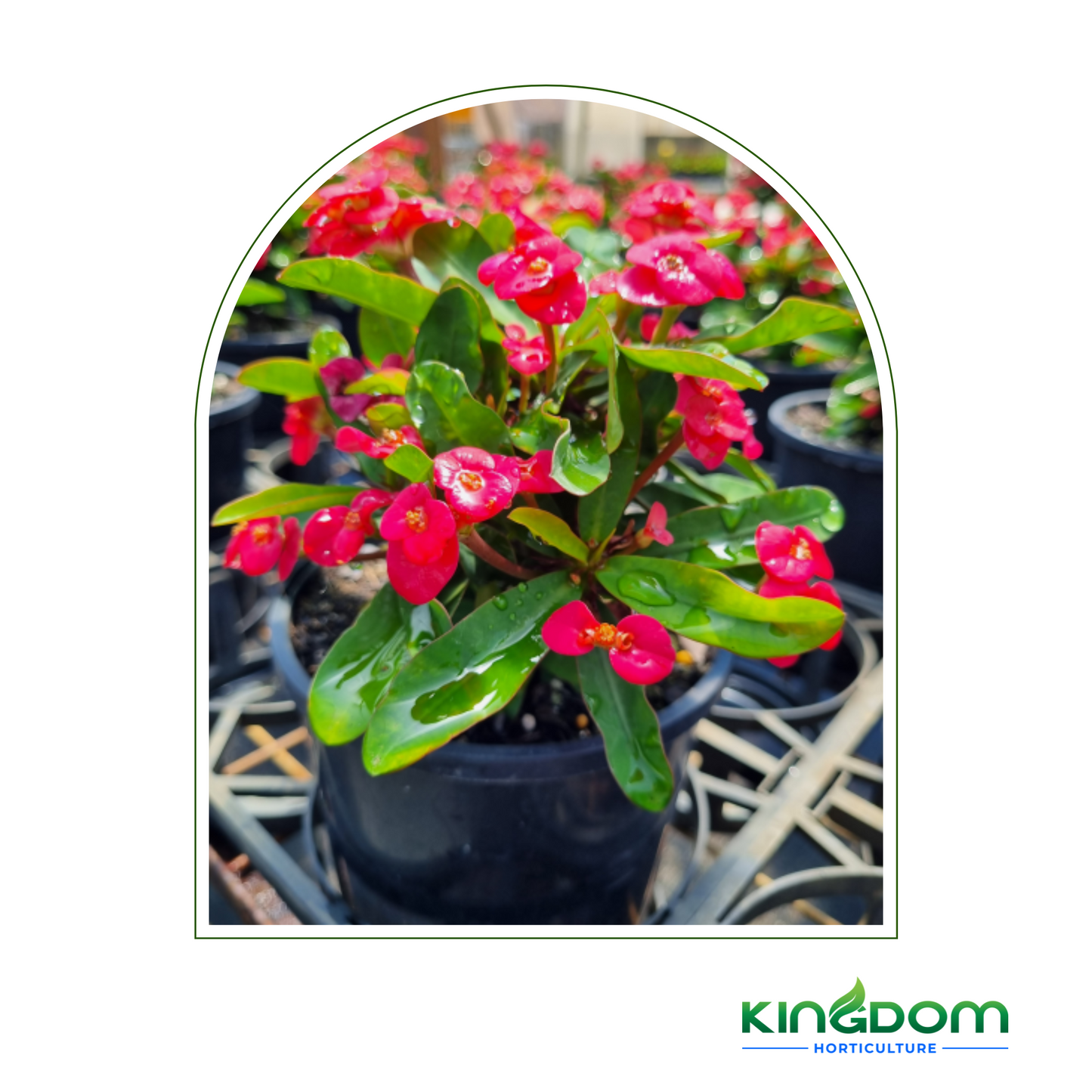 Euphorbia milii 'Venus' 140mm Kingdom Horticulture