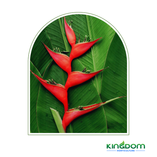 Heliconia bihai x caribaea 'Hot Rio Nights' 300mm Kingdom Horticulture