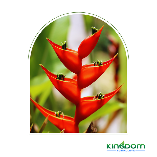 Heliconia bihai x caribaea 'Kawauchi' 300mm Kingdom Horticulture