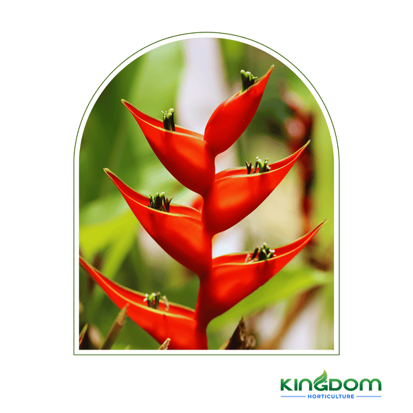 Heliconia bihai x caribaea 'Kawauchi' 400mm - Kingdom Horticulture