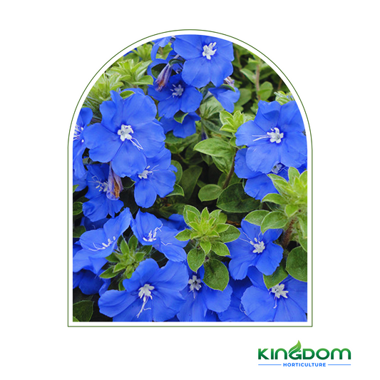 Evolvulus hybrida 'Blue My Mind' | Multiple Sizes Kingdom Horticulture