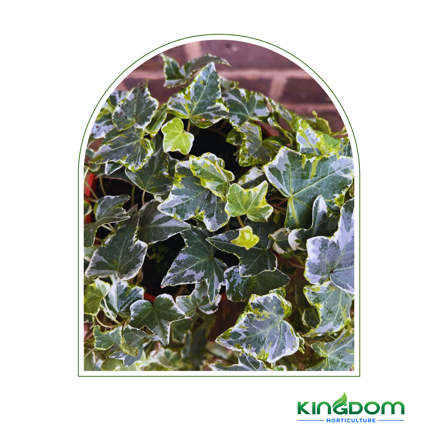 Hedera helix 'Minty Ivy' | Hanging baskets 200mm Kingdom Horticulture