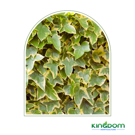 Hedera helix 'Cascade Gold Ivy' | Hanging baskets 200mm Kingdom Horticulture