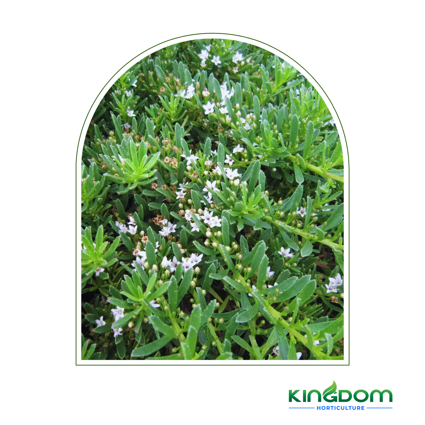 Myoporum parvifolium 'Broad Leaf' 125mm Kingdom Horticulture