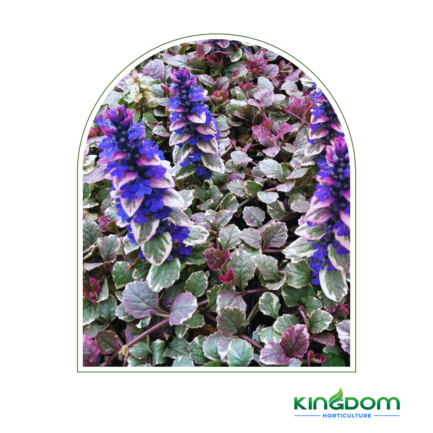 Ajuga reptans 'Burgundy Glow' 140mm Kingdom Horticulture