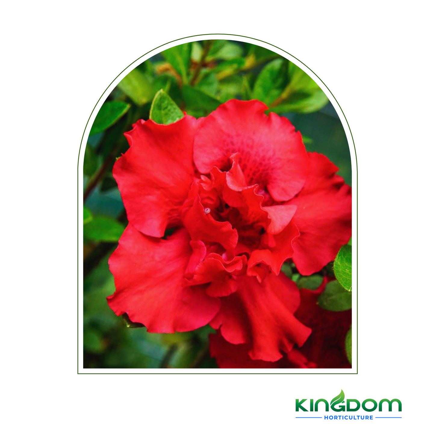 Azalea indica 'Goyet' 140mm Kingdom Horticulture