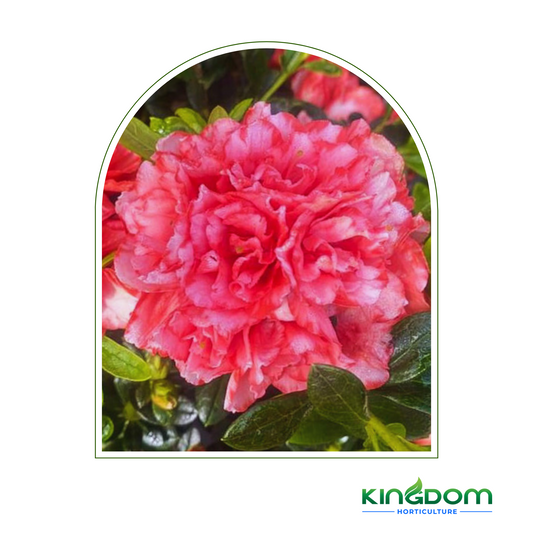 Azalea Hybrid 'Nice Surprise' 180mm Kingdom Horticulture