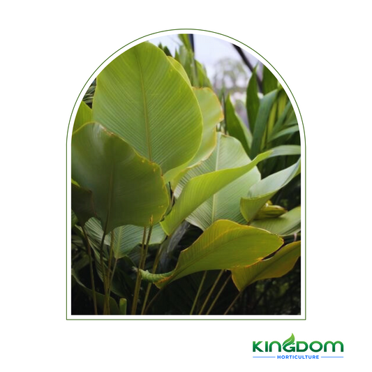 Calathea lutea 'Cigar Palm' | Multiple Sizes Kingdom Horticulture