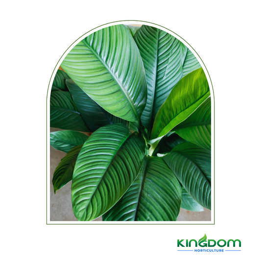 Spathiphyllum 'Sensation' | Multiple Sizes Kingdom Horticulture