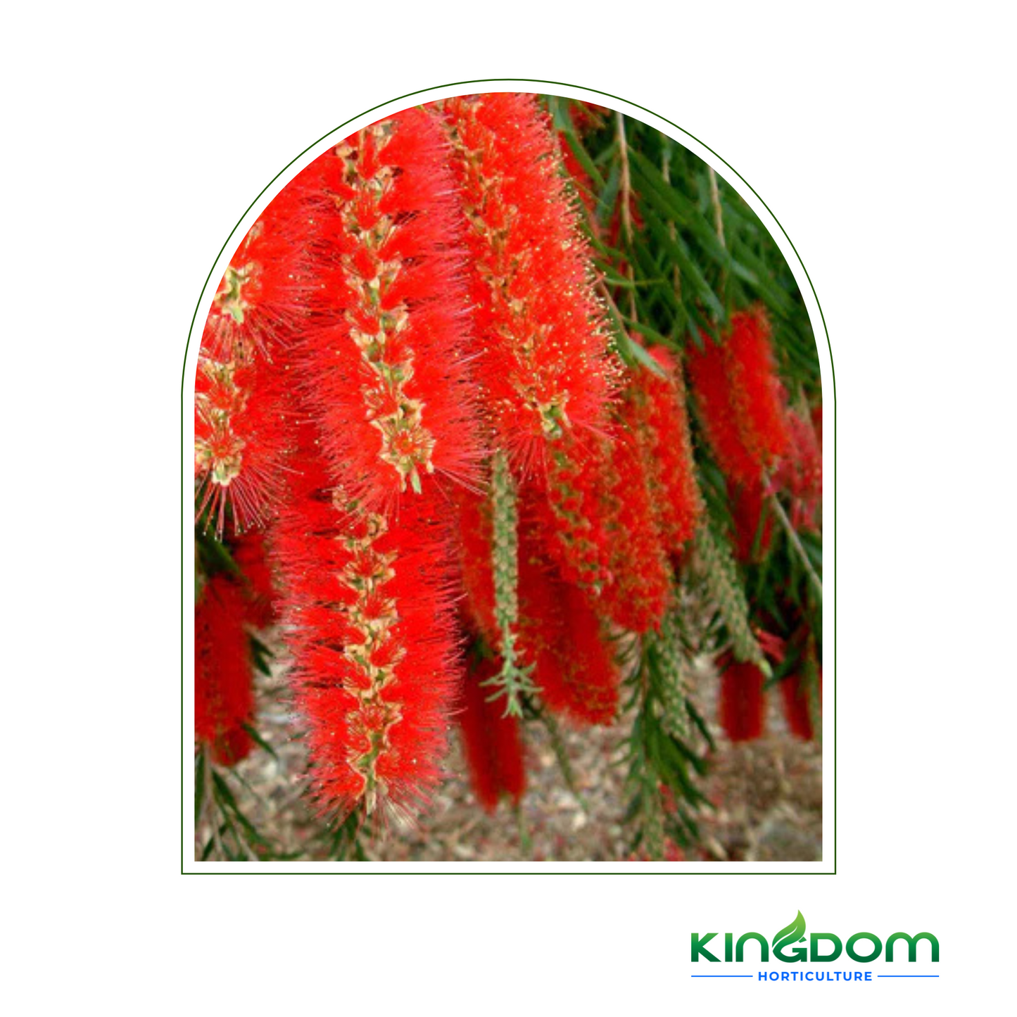 Callistemon viminalis 'Dawson River Weeper' | Multiple Sizes Kingdom Horticulture