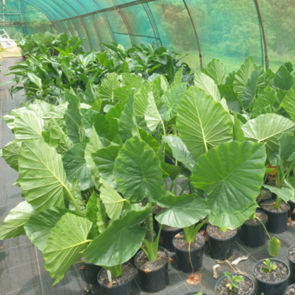 Alocasia macrorrhizos 'Giant Elephant Ear' | Multiple Sizes