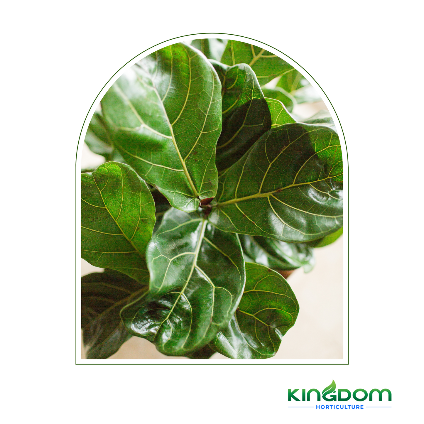 Ficus lyrata 'Fiddle Leaf Fig' | Multiple Sizes Kingdom Horticulture