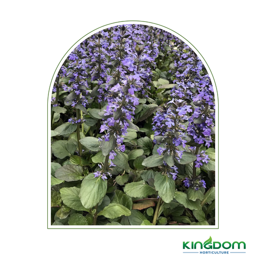 Ajuga reptans "Catlins Giant" 140mm Kingdom Horticulture