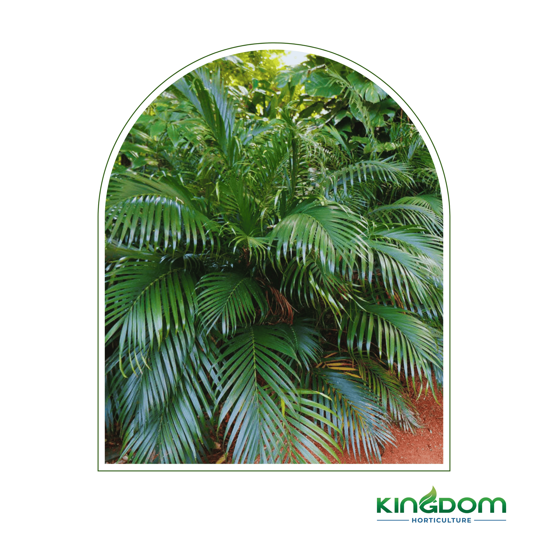 cascade palm plant Chamaedorea atrovirens 'Cascade Palm'