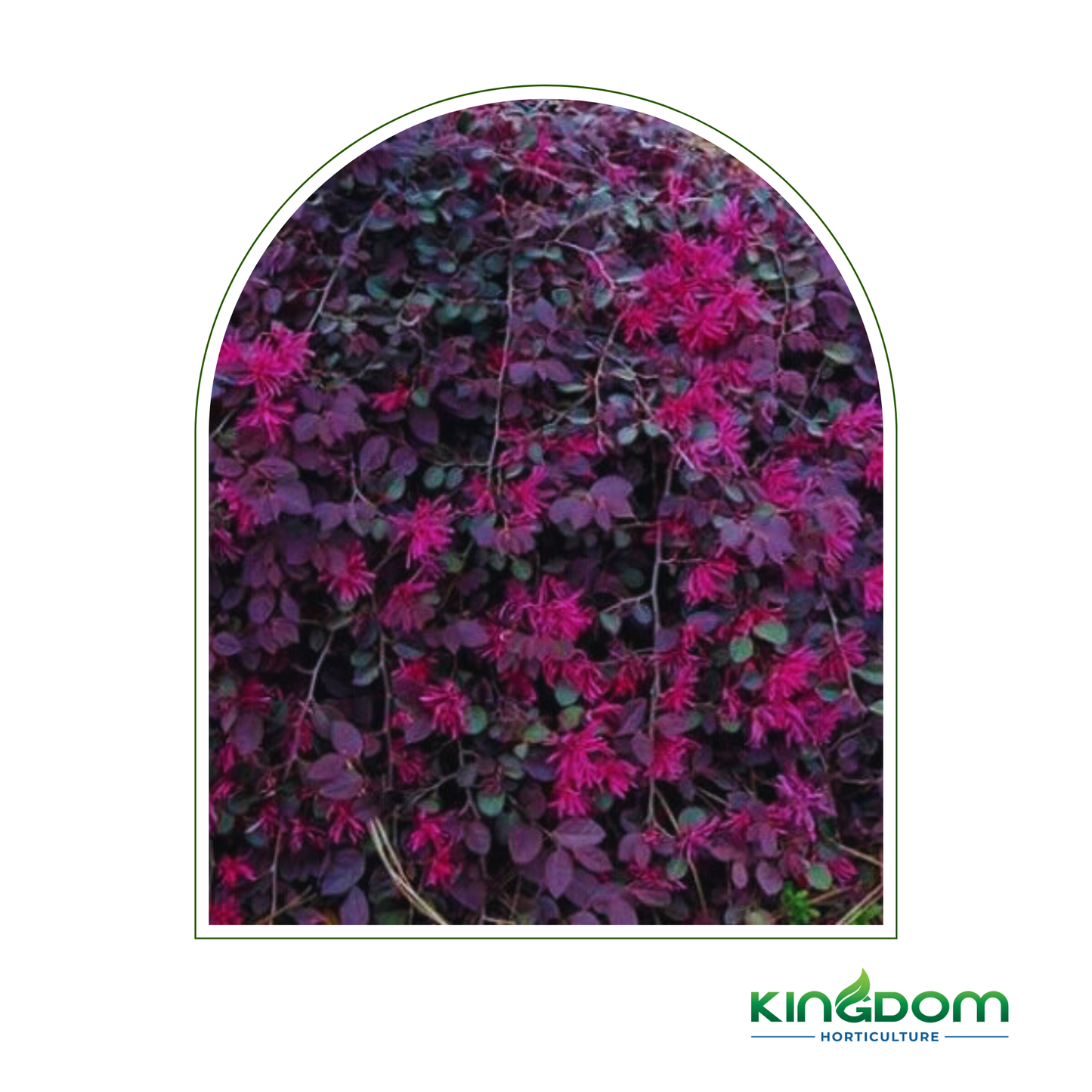 Loropetalum chinense Purple Pixie™ | Multiple Sizes Kingdom Horticulture