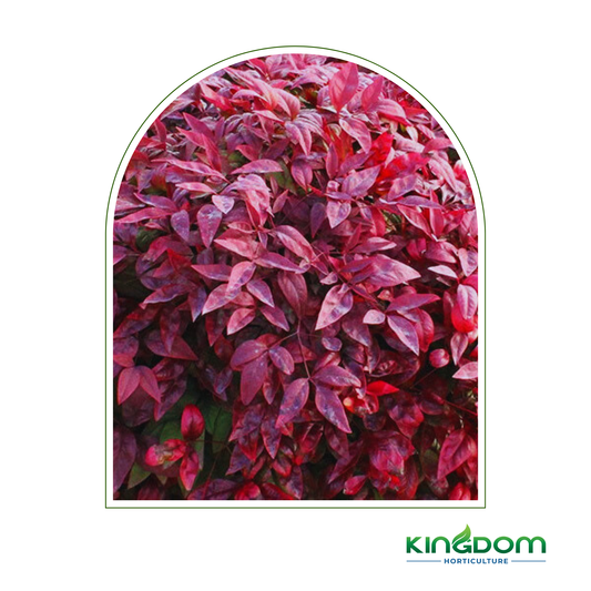 Nandina domestica ‘Blush™’ | 200mm Kingdom Horticulture