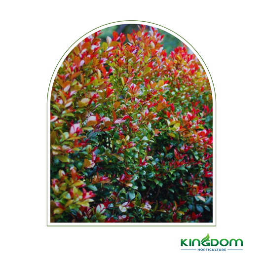 Syzygium australe 'Big Red' | Multiple Sizes Kingdom Horticulture