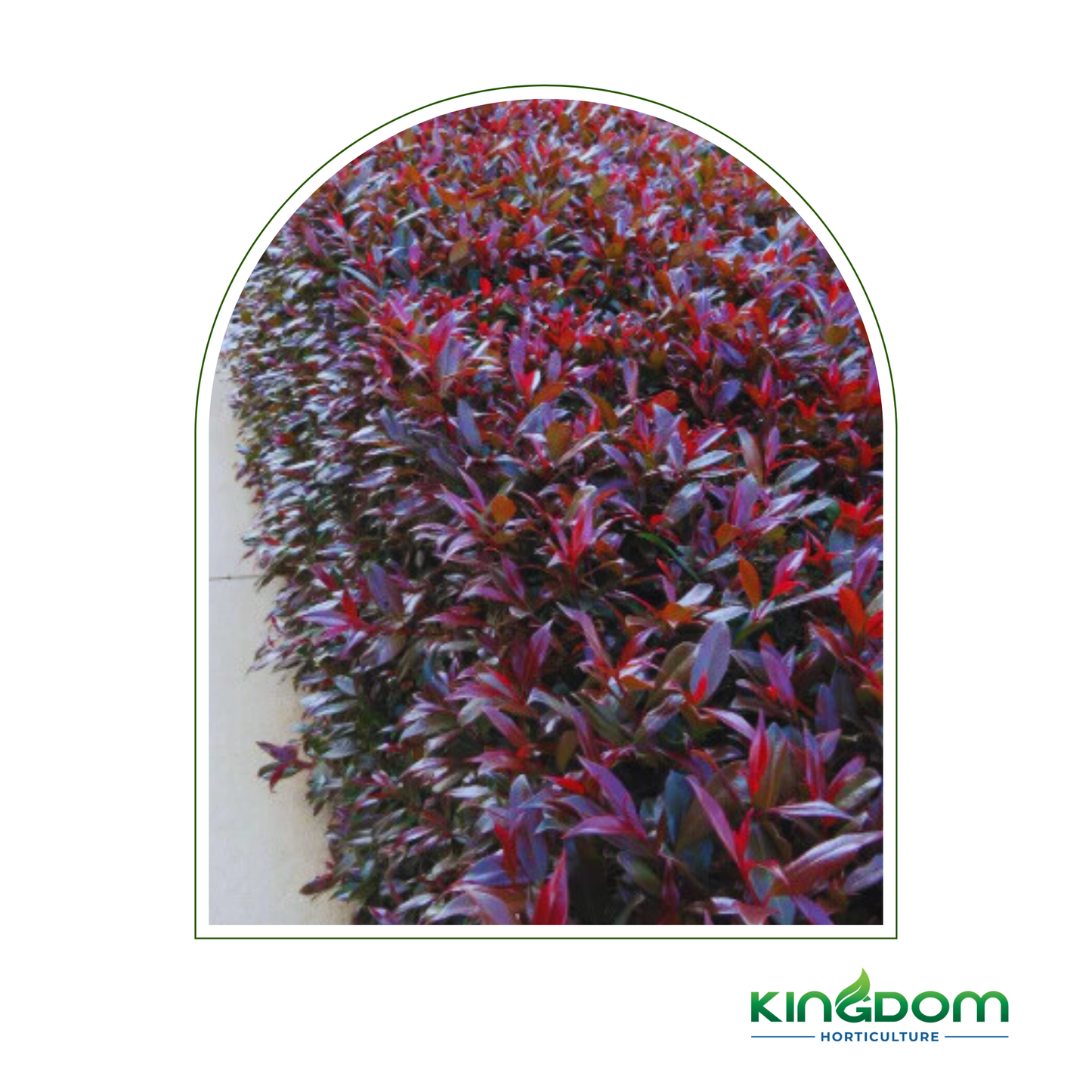 Syzygium australe 'Plum Magic' | Multiple Sizes Kingdom Horticulture