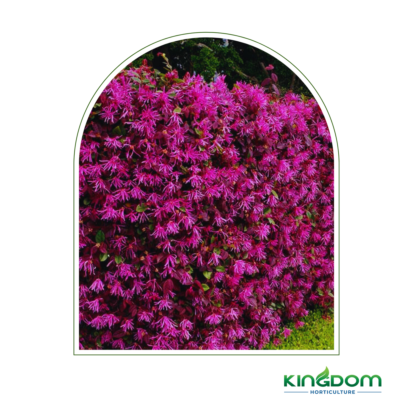 Loropetalum chinense 'Plum Gorgeous'  | Multiple Sizes Kingdom Horticulture