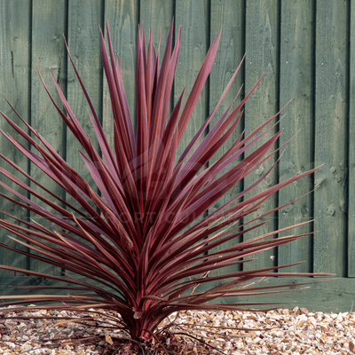 Cordyline australis 'Red Sensation' | Multiple Sizes - Kingdom Horticulture