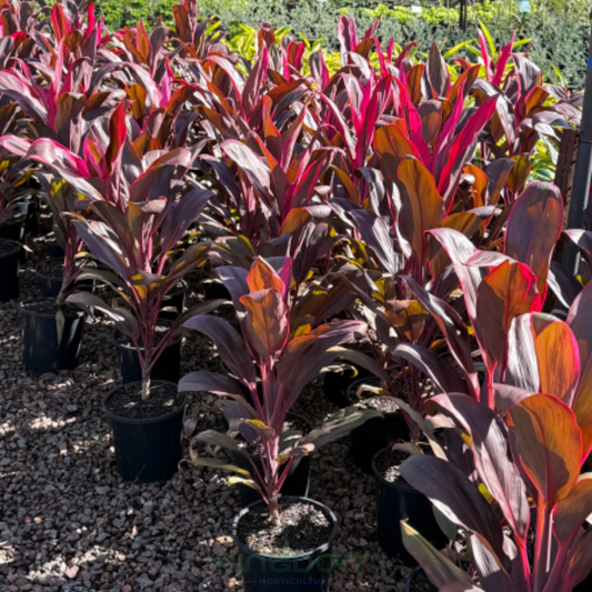 Cordyline fruticosa 'Rubra' Kingdom Horticulture