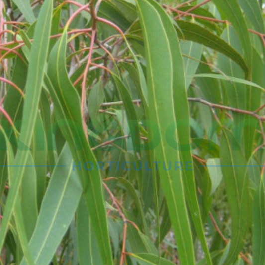 Corymbia citriodora ‘Scentuous’ (syn. 'Dwarf Pink') Kingdom Horticulture