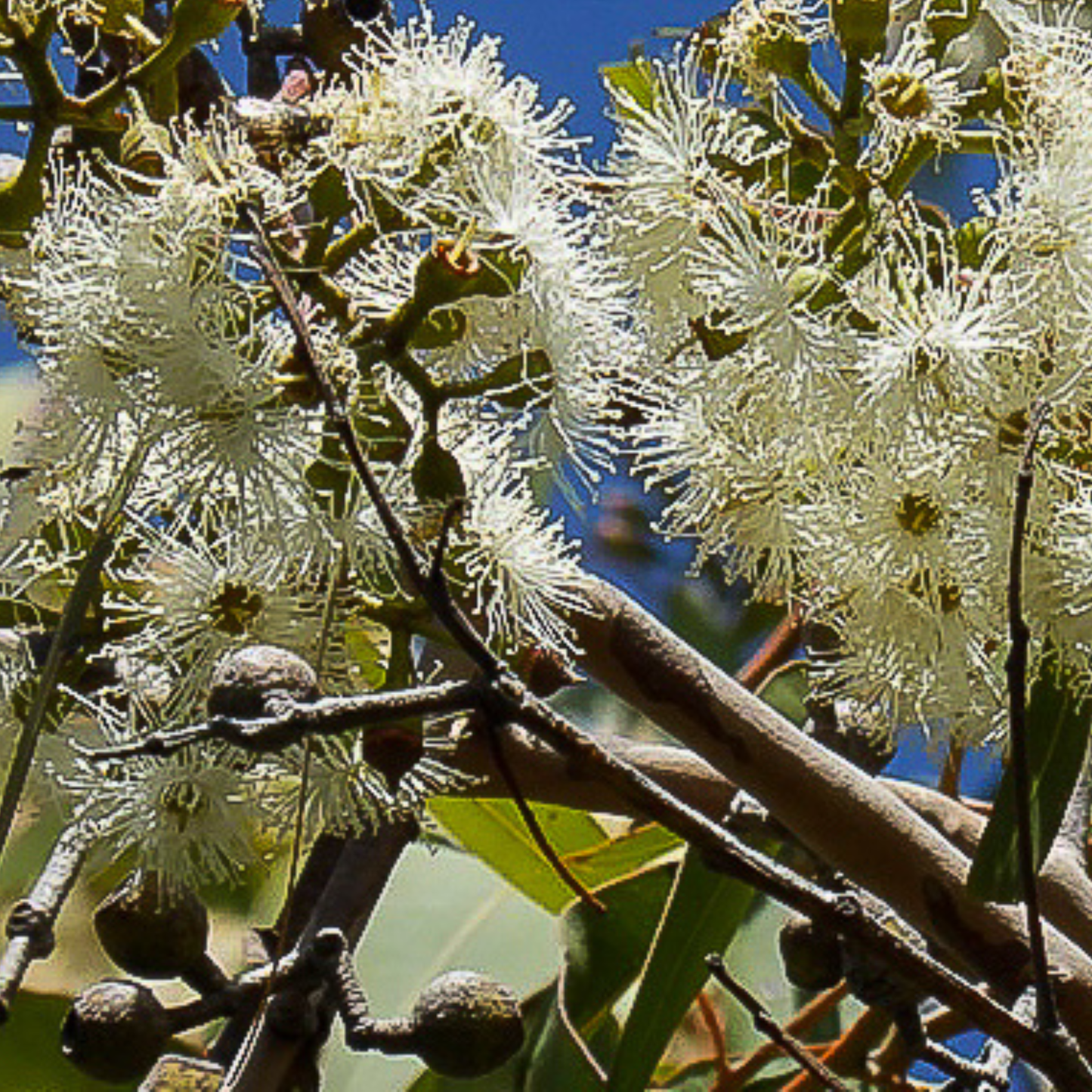 Corymbia maculata ‘Spotted Gum’ Kingdom Horticulture