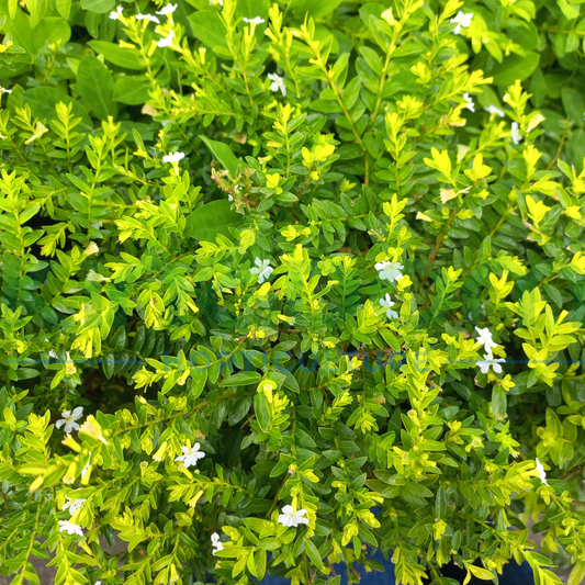 Cuphea hyssopifolia 'White' Kingdom Horticulture