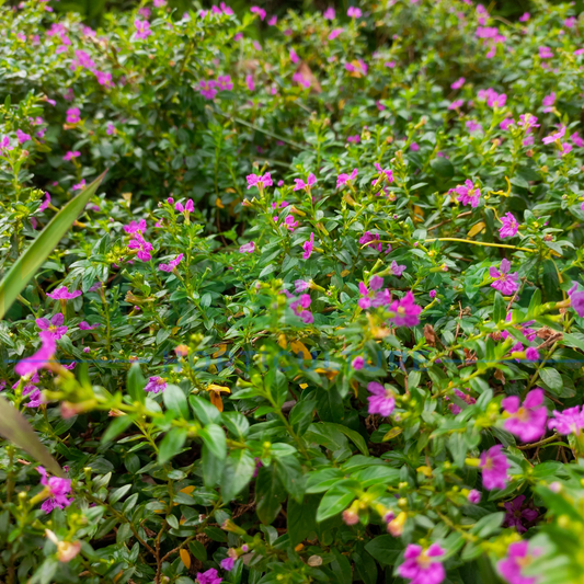 Cuphea hyssopifolia sp. 'Pink' Kingdom Horticulture