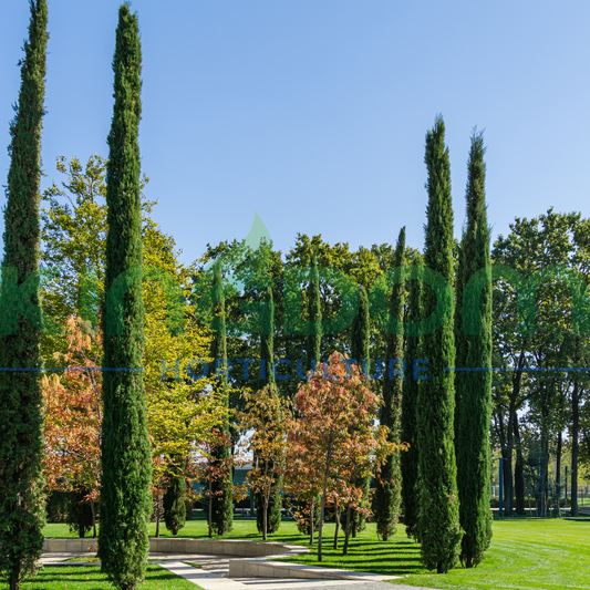 Cupressus sempervirens 'Nitschkes Needles' Kingdom Horticulture
