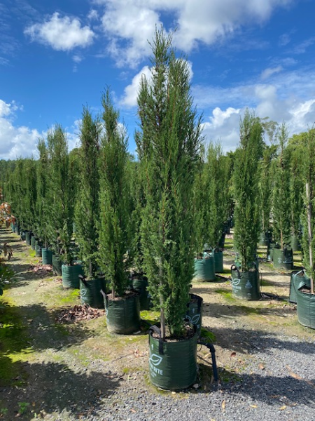 Cupressus sempervirens 'Nitschkes Needles' | Multiple Sizes Kingdom Horticulture