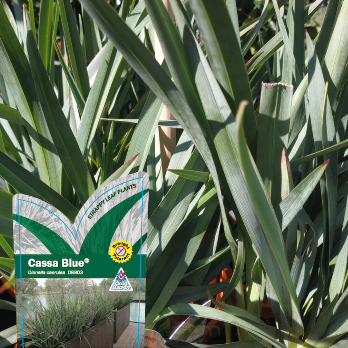 Dianella 'Cassa Blue' Kingdom Horticulture