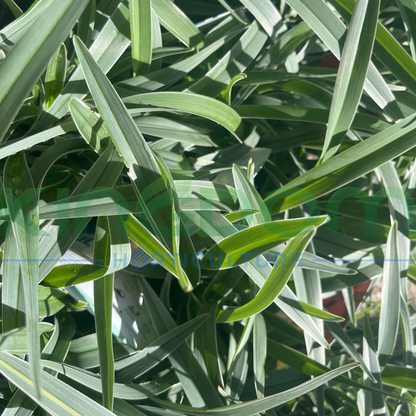 Dianella caerulea ‘Silverado’