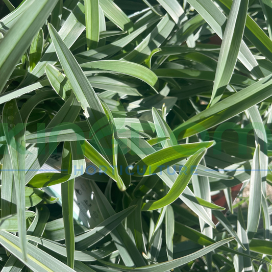 Dianella caerulea ‘Silverado’ Kingdom Horticulture