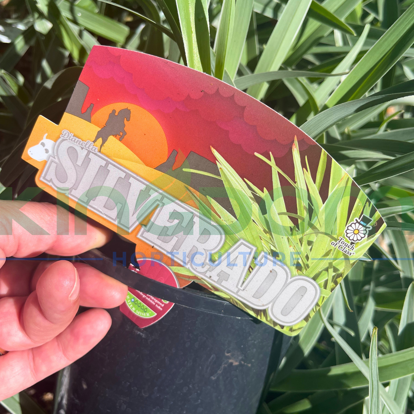 Dianella caerulea ‘Silverado’ Kingdom Horticulture