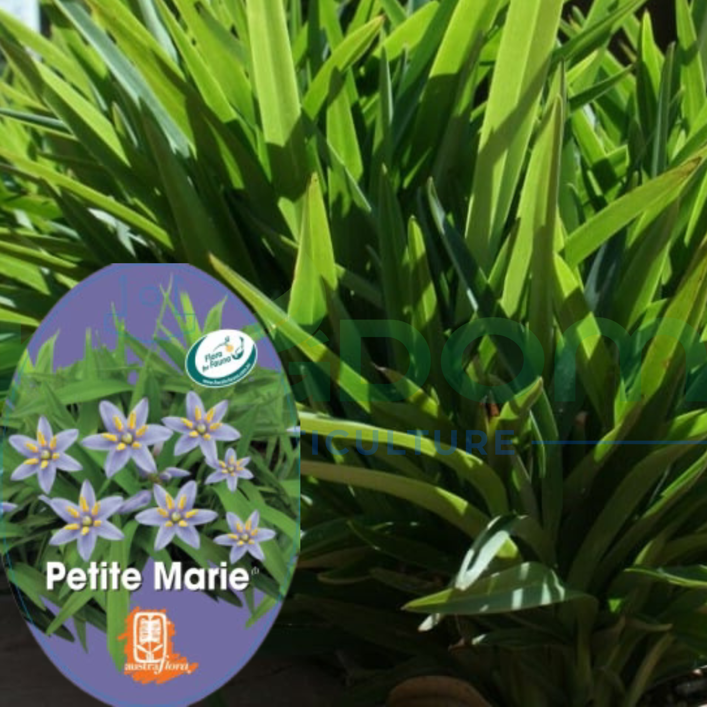 Dianella revoluta 'Petite Marie' Kingdom Horticulture