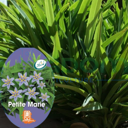 Dianella revoluta 'Petite Marie' Kingdom Horticulture