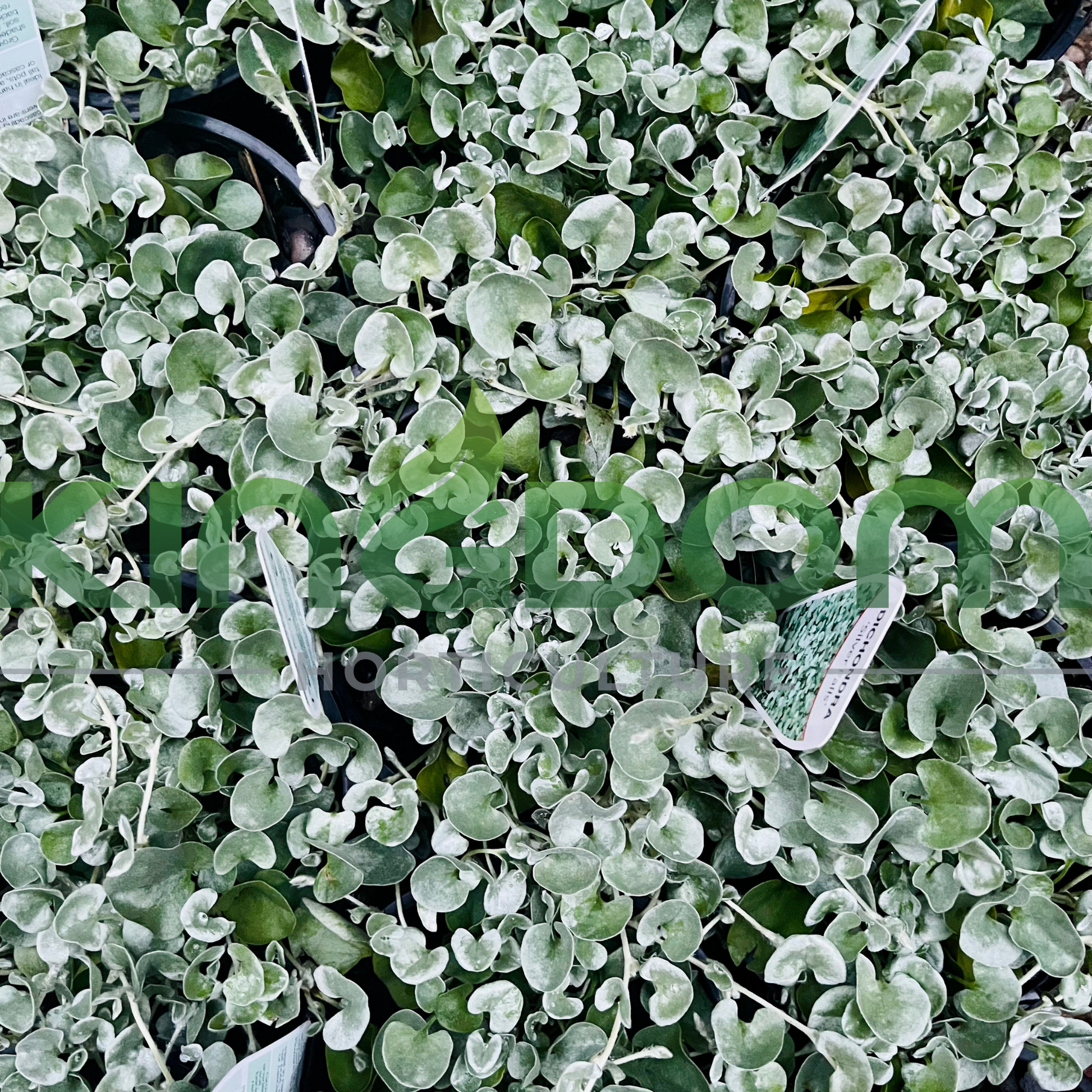 Kingdom Horticulture