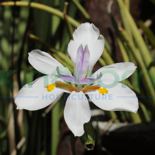 Dietes grandiflora