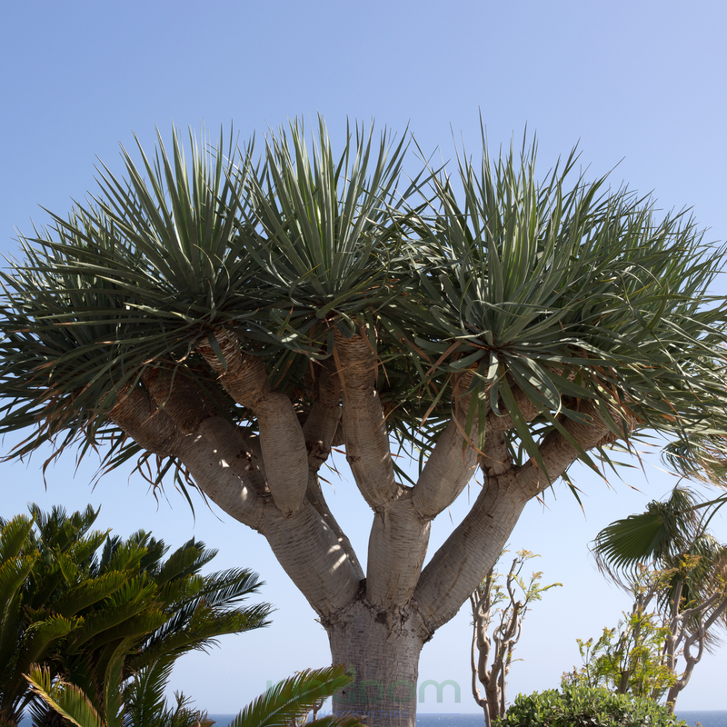 Dracaena draco 'Dragon Tree'