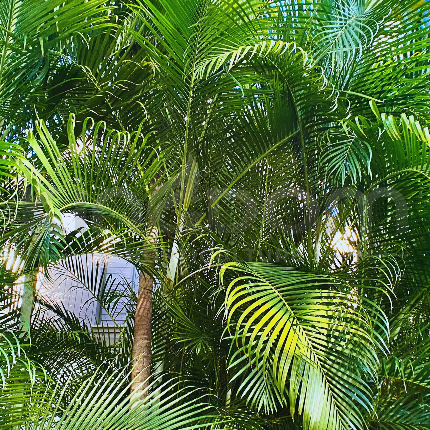 Dypsis lutescens 'Golden Cane Palm' | Multiple Sizes Kingdom Horticulture
