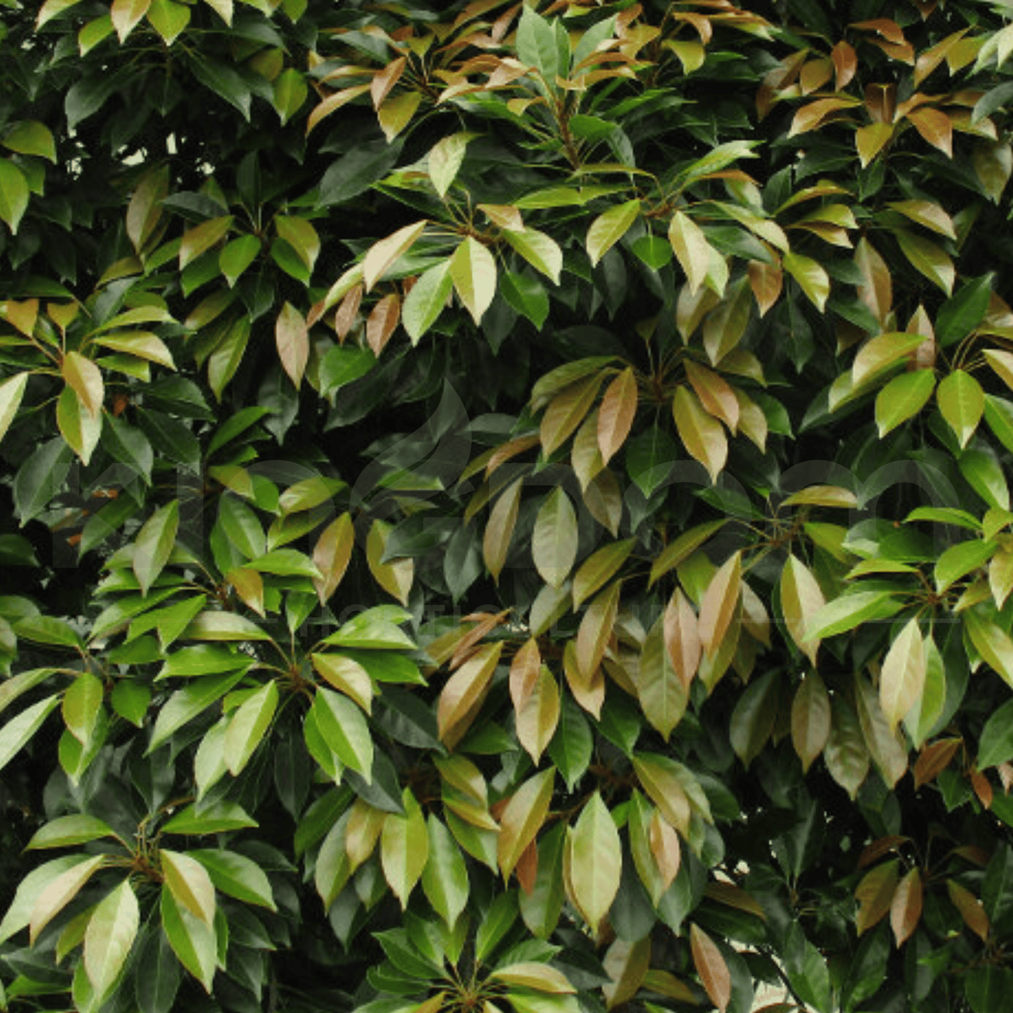 Elaeocarpus eumundi 'Native Quandong Tree' | Multiple Sizes Kingdom Horticulture