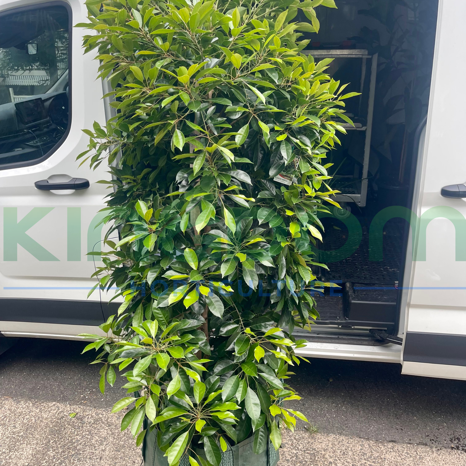 Kingdom Horticulture