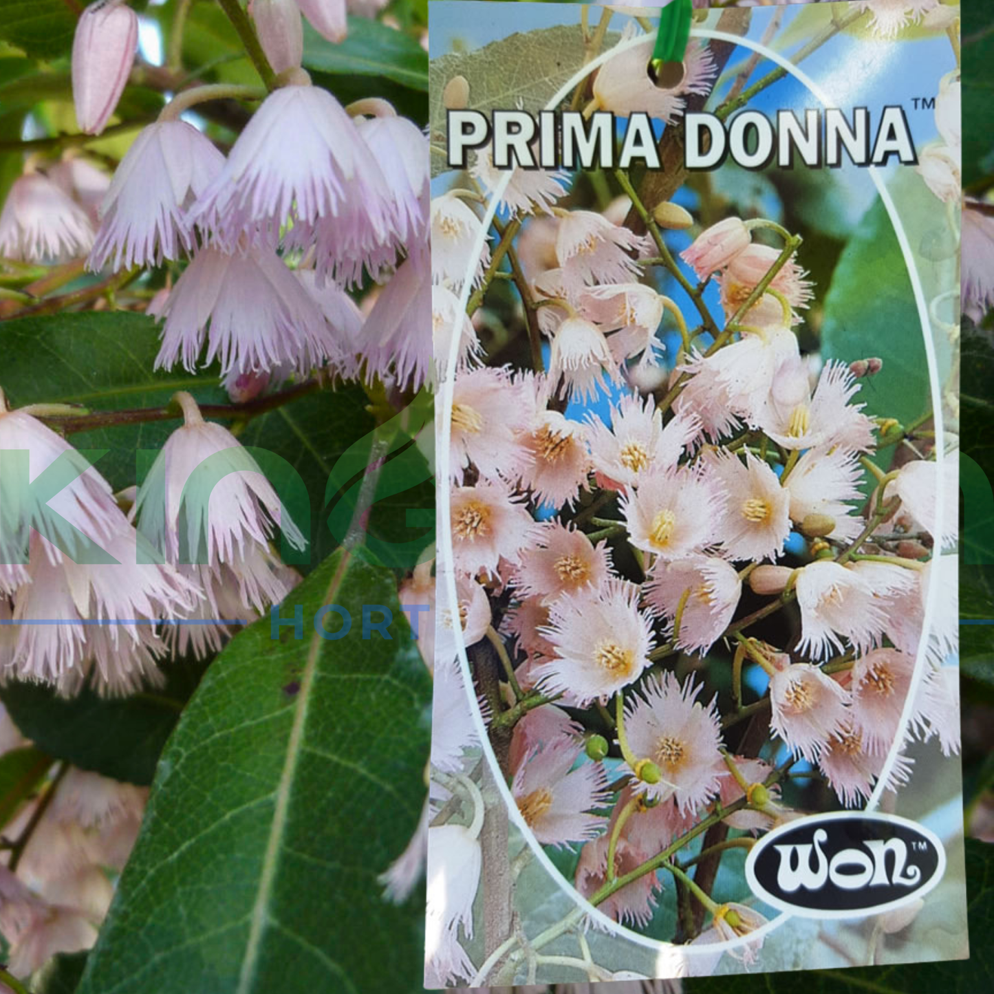 Elaeocarpus reticulatus ‘Prima Donna’ Kingdom Horticulture