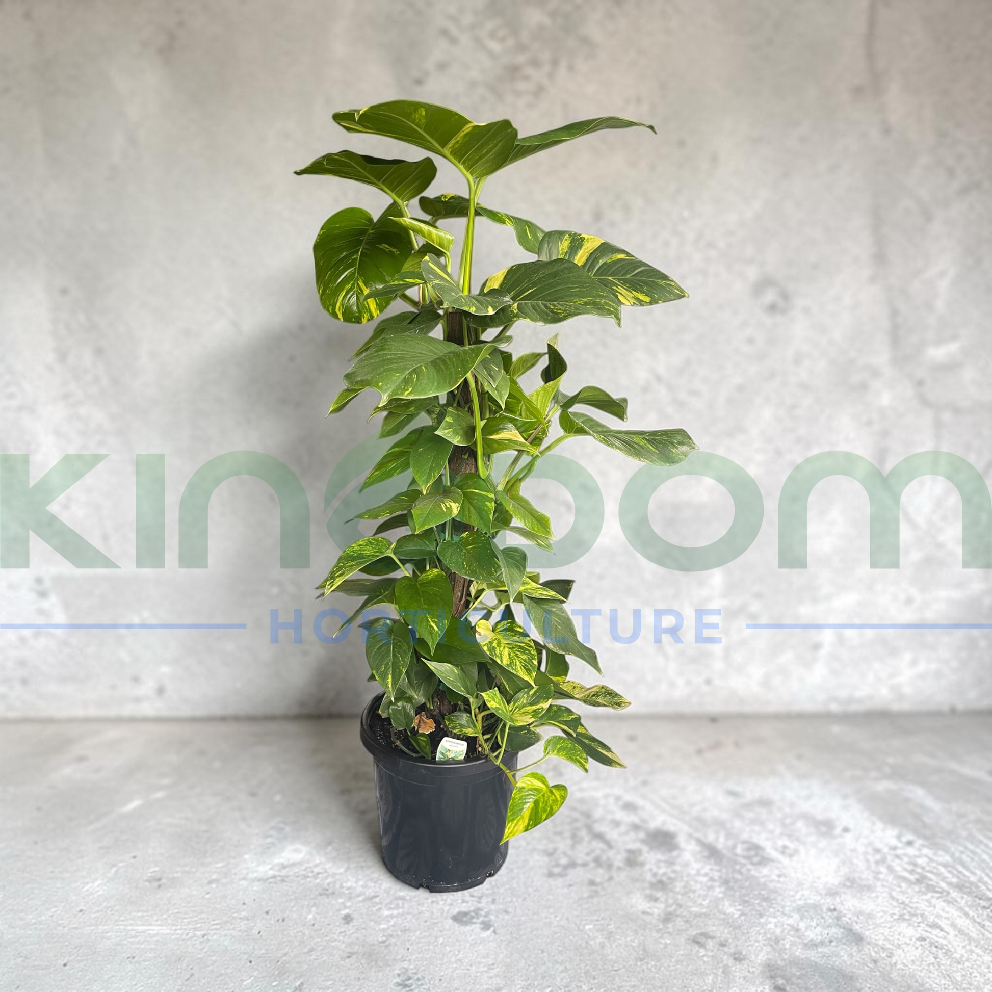 Kingdom Horticulture