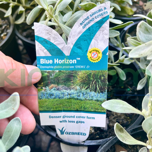 Eremophila glabra prostrate 'Blue Horizon' Kingdom Horticulture