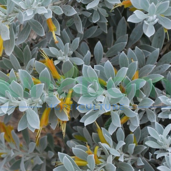 Eremophila glabra 'Kalbarri Carpet'
