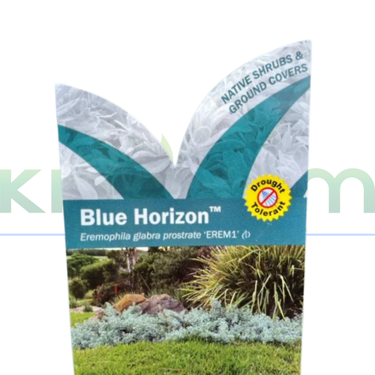 Eremophila glabra prostrate 'Blue Horizon' Kingdom Horticulture