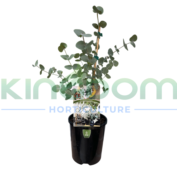 Eucalyptus cinerea 'Silver Dollar'